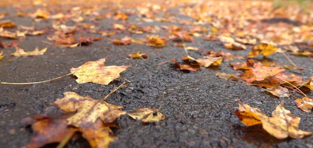 Background Fallen Leaves