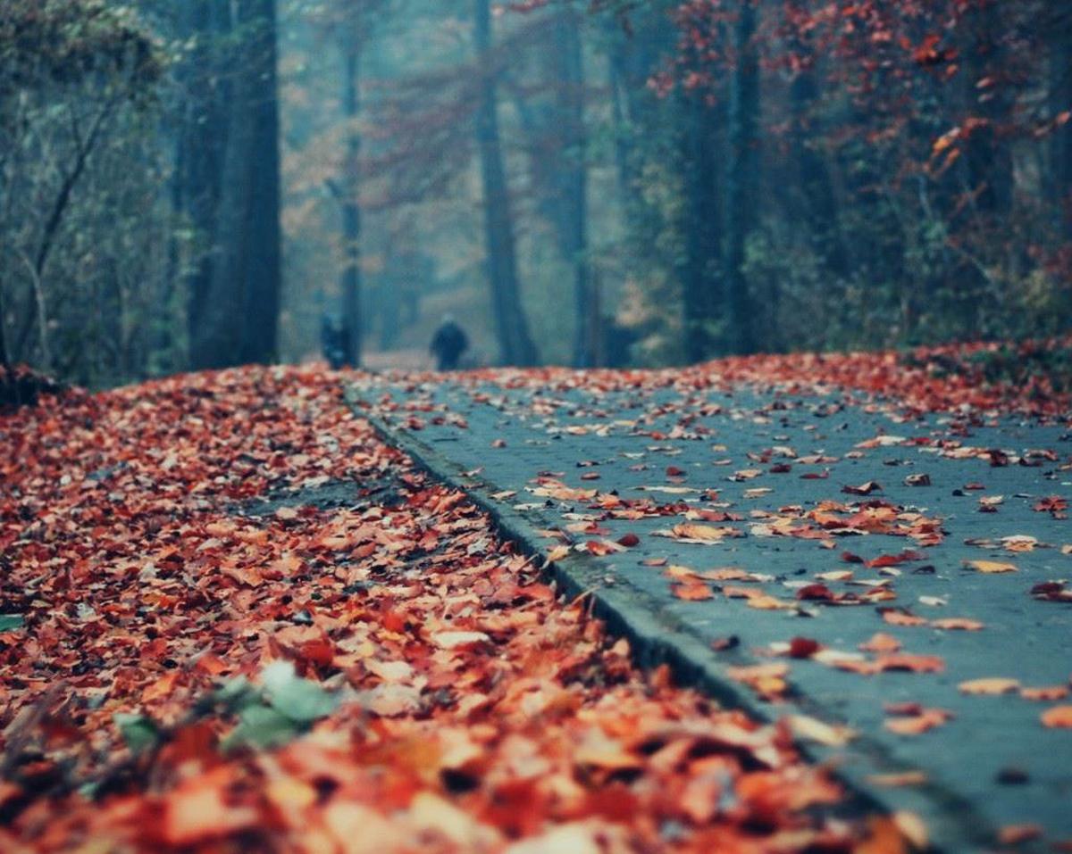 Background Fallen leaves 2