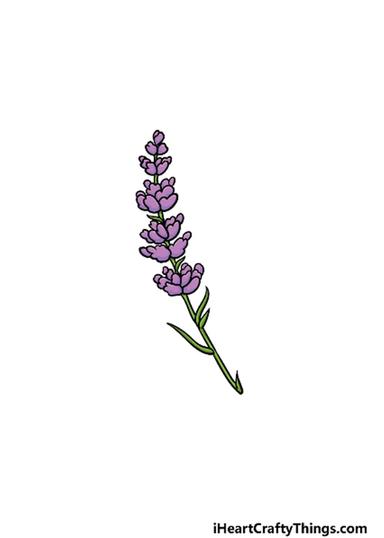 Lavender Cycling avatar