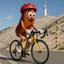 Les vélos SAUCISSE club avatar