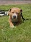 amstaff avatar
